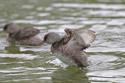 Least Grebe