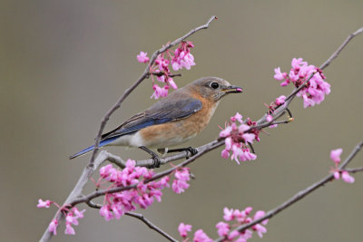 Eastern Bluebird