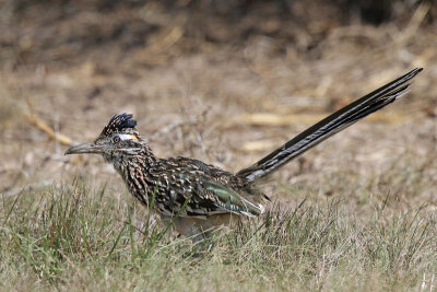 Greater Roadrunner