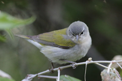 Tennessee Warbler