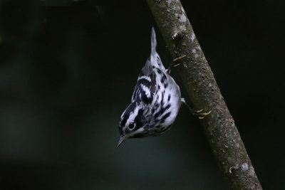 Black-and-White Warbler