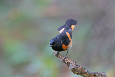 American Redstart