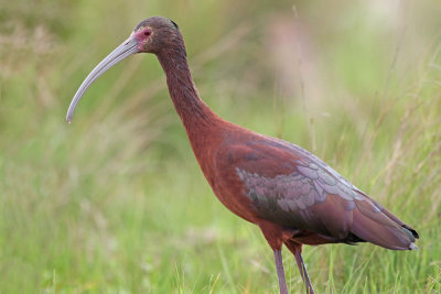 White-faced Ibis