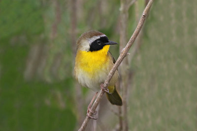 Common Yellowthroat