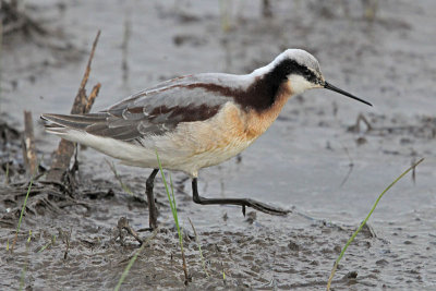 Wilson's Phalarope