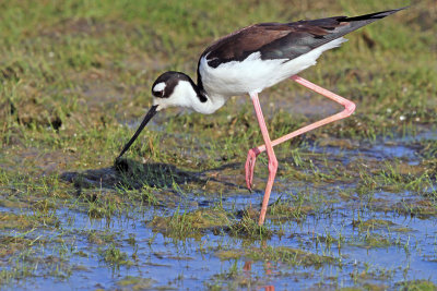 Black-necked Stilt