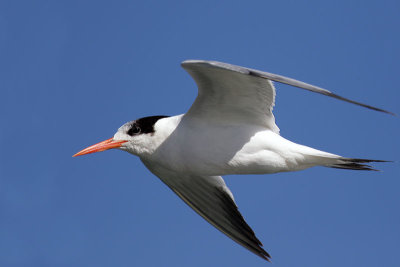 Elegant Tern