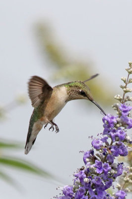 Black-chinned Hummingbird