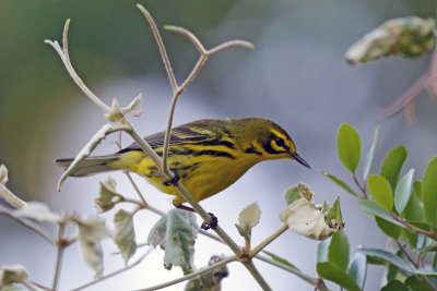 Prairie Warbler