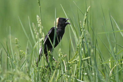 Bobolink