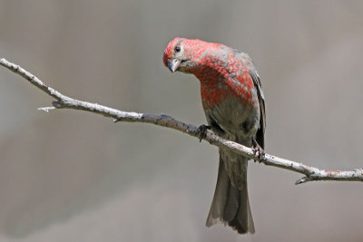 Pine Grosbeak