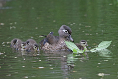 Wood Duck