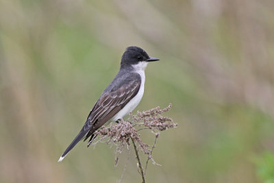 Eastern Kingbird