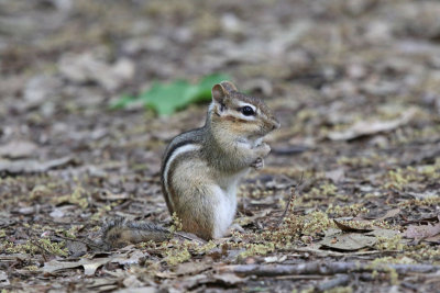 Eastern Chipmunk