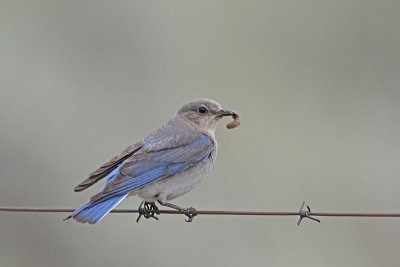 Mountain Bluebird