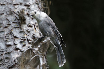 Gray Jay