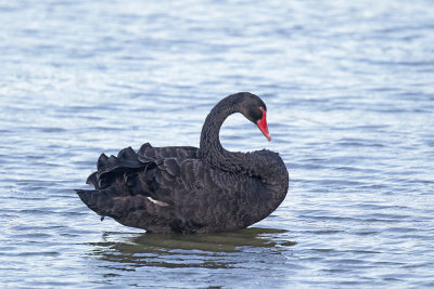 Black Swan