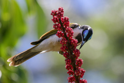 Blue-faced Honeyeater