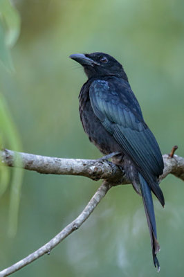 Spangled Drongo