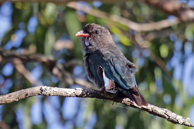 Dollarbird