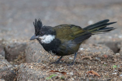 Eastern Whipbird