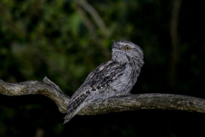 Tawny Frogmouth