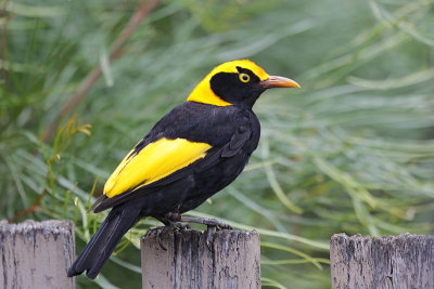 Regent Bowerbird