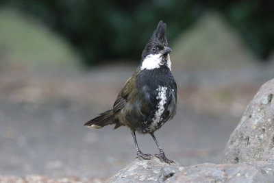 Eastern Whipbird