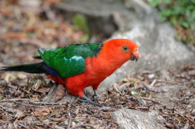 Austlialian King-Parrot