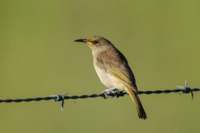 Brown Honeyeater