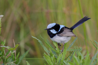 Superb Fairywren