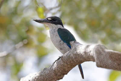 Torresian Kingfisher