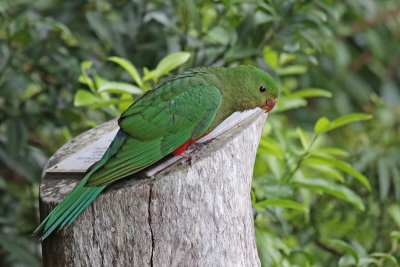 Australian King-Parrot