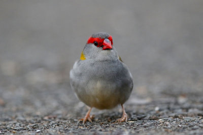 Red-browed Firetail/Finch