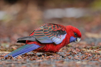 Crimson Rosella