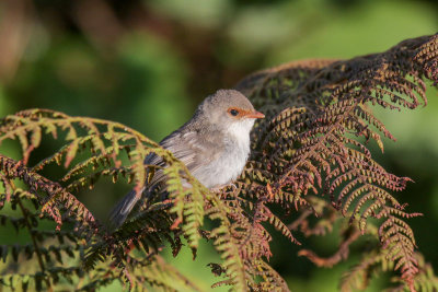 Superb Fairywren