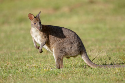 Pademelon Wallaby