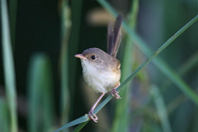 Red-backed Fairywren