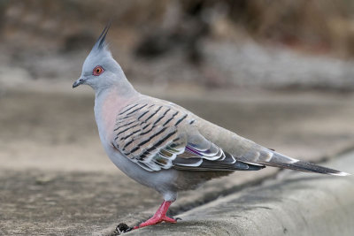 Crested Pigeon