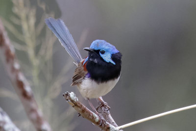 Variegated Fairywren