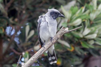 Black-faced Cuckooshrike