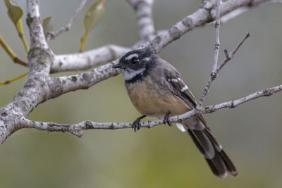 Gray Fantail