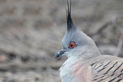 Crested Pigeon