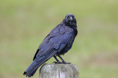 Torresian Crow