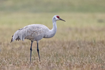 Sandhill Crane 