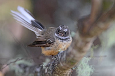 Fantail (Piwakawaka)