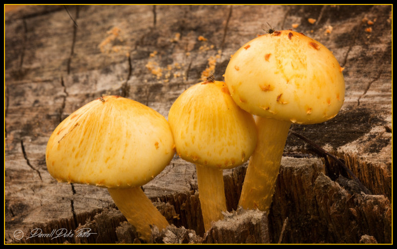 Magic Mushrooms