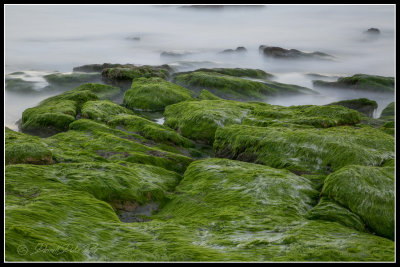 Coquina Outcrop Ft Fisher