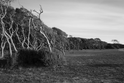 Windswept