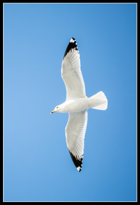 Ferry Follower
